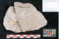 Foto (Objekt + Etikett) von Plantae indet.  (NHMW-GEO-2024-0188-11194)